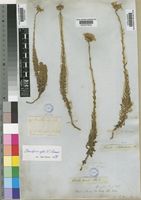 Osmitopsis afra (L.) K.Bremer [family COMPOSITAE]