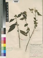Type of Dicliptera nemorum Milne-Redh. [family ACANTHACEAE]