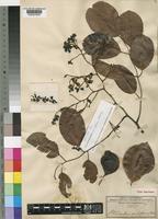 Isotype of Pterocarpus melliferus Welw. ex Baker [family LEGUMINOSAE-PAPILIONOIDEAE]