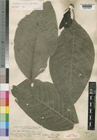 Syntype of Psychotria limba Scott-Elliot [family RUBIACEAE]