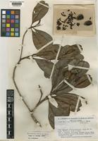 Type of Wallacea riparia Gleason & A.C.Sm. [family OCHNACEAE]