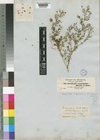 Antopetitia abyssinica A.Rich. [family LEGUMINOSAE-PAPILIONOIDEAE]