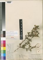 Syntype of Dyschoriste monroi S.Moore [family ACANTHACEAE]
