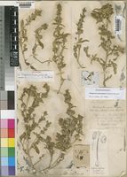 Lectotype of Disperma angolense C.B.Clarke [family ACANTHACEAE]