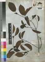 Mitragyna inermis (Willd.) Kuntze [family RUBIACEAE]