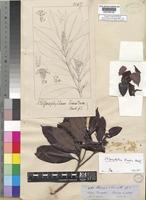 Stilpnophyllum lineatum Hook.f. [family RUBIACEAE]