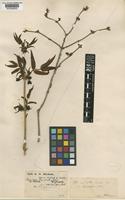 Type of Lonicera standishii Carrière var. lancifolia Rehder [family CAPRIFOLIACEAE]