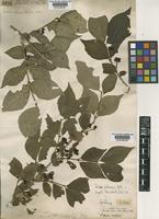 Type of Lonicera koehneana Rehder [family CAPRIFOLIACEAE]