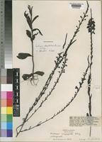 Holotype of Buchnera ebracteolata Philcox [family SCROPHULARIACEAE]