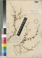 Evolvulus alsinoides (L.) L. var. glaber Baker [family CONVOLVULACEAE]
