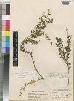 Holotype of Seddera welwitschii Hallier f. subsp. tenuisepala I.Verd. [family CONVOLVULACEAE]