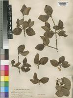 Type of Androstachys johnsonii Prain [family EUPHORBIACEAE]