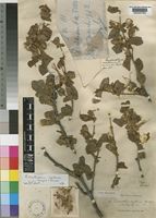 Type of Loranthus nyikensis Sprague [family LORANTHACEAE]
