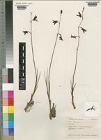 Eulophia rolfeana Kraenzl. [family ORCHIDACEAE]