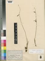 Eulophia massokoensis Schltr. [family ORCHIDACEAE]