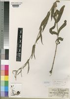Guizotia scabra (Vis.) Chiov. [family COMPOSITAE]