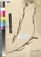 Isotype of Guizotia scabra (Vis.) Chiov. subsp. scabra [family COMPOSITAE]