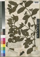 Teedia pubescens Burch. [family SCROPHULARIACEAE]