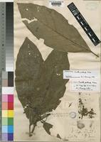 Type of Pavetta puberula Hiern [family RUBIACEAE]