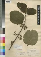 Vangueria infausta Burch. var. rotundata [family RUBIACEAE]