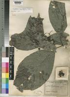 Isotype of Psychotria ingentifolia E.M.A.Petit [family RUBIACEAE]