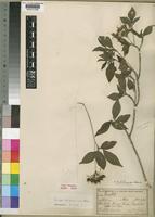 Type of Pavetta barbertonensis Bremek. [family RUBIACEAE]