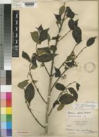 Canthium oligocarpum Hiern subsp. captum (Bullock) Bridson [family RUBIACEAE]
