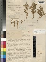 Holotype of Lotononis macrosepala Conrath [family LEGUMINOSAE-PAPILIONOIDEAE]
