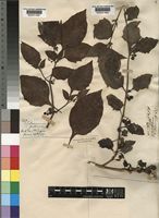 Solanum nigrum L. [family SOLANACEAE]