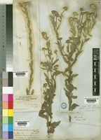 Pulicaria scabra (Thunb.) Druce [family COMPOSITAE]
