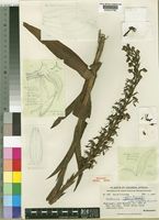 Habenaria myodes Summerh. subsp. latipetala Summerh. [family ORCHIDACEAE]