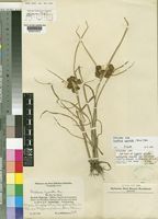 Syntype of Cyperus pseudokyllingioides Kük. var. africanus Kük. [family CYPERACEAE]