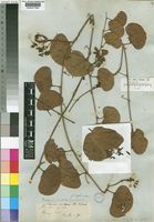 Tylosema esculentum (Burch.) A.Schreib. [family LEGUMINOSAE-CAESALPINIOIDEAE]