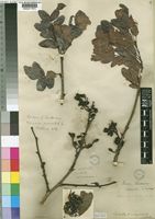 Schotia brachypetala Sond. [family LEGUMINOSAE-CAESALPINIOIDEAE]