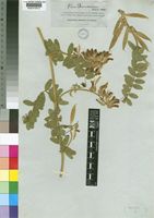 Vicia dennesiana Wats. [family LEGUMINOSAE-PAPILIONOIDEAE]