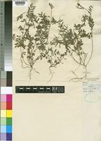 Vicia conspicua Lowe [family LEGUMINOSAE-PAPILIONOIDEAE]