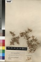 Atractylis delicatula Batt. ex L.Chevall. [family COMPOSITAE]