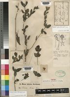 Syntype of Justicia fischeri Lindau [family ACANTHACEAE]