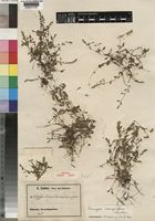 Isotype of Rungia caespitosa Lindau [family ACANTHACEAE]