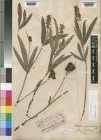 Isosyntype of Eriosema shirense Baker f. [family LEGUMINOSAE-PAPILIONOIDEAE]