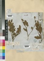 Eriosema pauciflorum Klotzsch [family LEGUMINOSAE-PAPILIONOIDEAE]