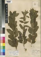 Type of Clutia abyssinica Jaub. & Spach var. usambarica Pax & K.Hoffm. [family EUPHORBIACEAE]