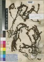 Anthospermum asperuloides Hook.f. [family RUBIACEAE]