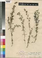 Galium bussei K.Schum. & K.Krause var. strictus Brenan [family RUBIACEAE]
