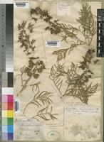 Melianthus pectinatus Harv. [family MELIANTHACEAE]