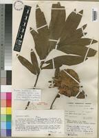 Holotype of Protea elliottii C.H.Wright var. angustifolia Keay [family PROTEACEAE]
