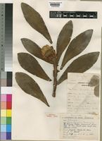 Holotype of Protea flavopilosa Beard [family PROTEACEAE]