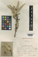 Isotype of Guettarda angustata Urb.&Ekman [family RUBIACEAE]