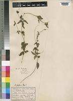 Dalechampia galpinii Pax [family EUPHORBIACEAE]