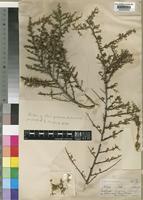 Lycium schizocalyx C.H.Wright [family SOLANACEAE]